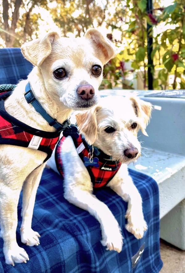 /Images/uploads/Friends of Seal Beach Animal Care Center/2025sbacc/entries/32052thumb.jpg